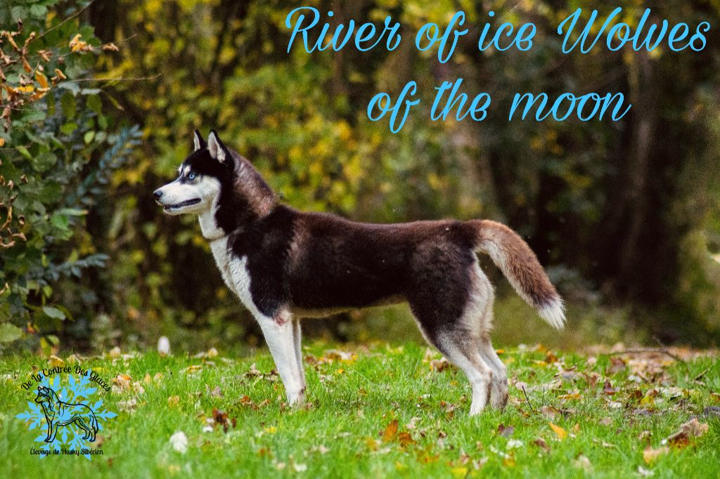 River of ice Wolves Of The Moon