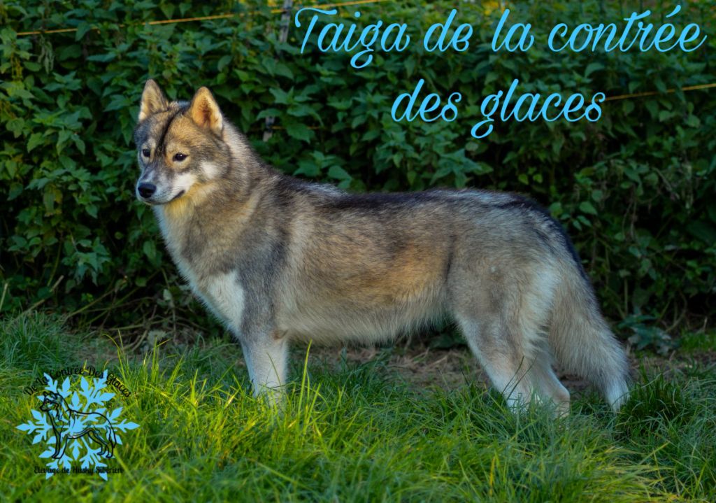 Taïga De La Contrée Des Glaces