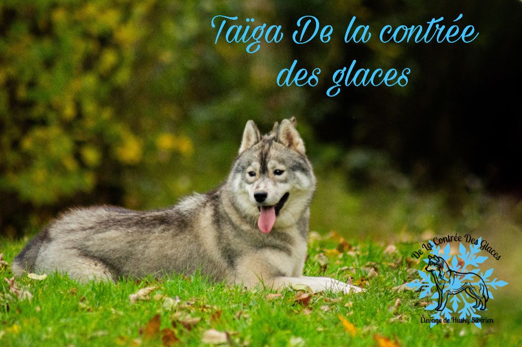 Taïga De La Contrée Des Glaces