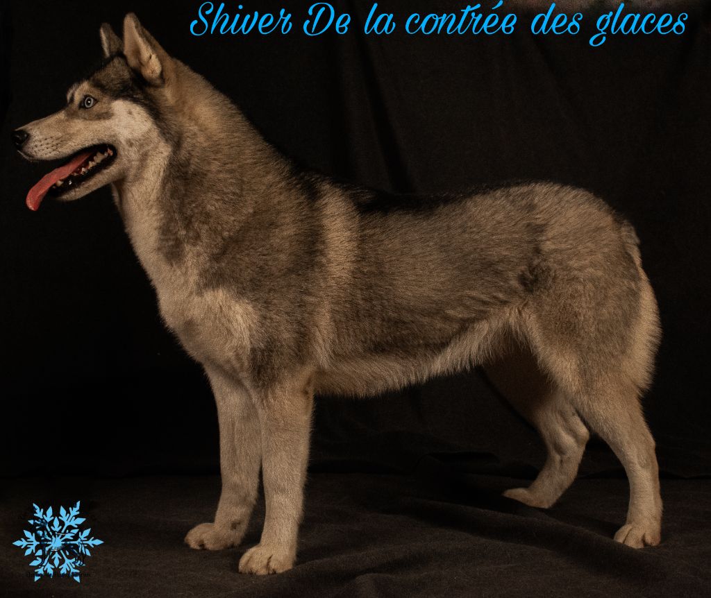 Shiver De La Contrée Des Glaces