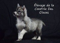 Sayko De La Contrée Des Glaces