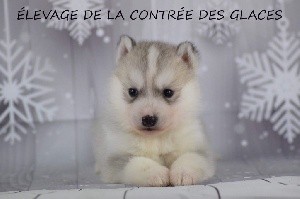 Snowi De La Contrée Des Glaces