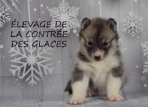 Sayko De La Contrée Des Glaces