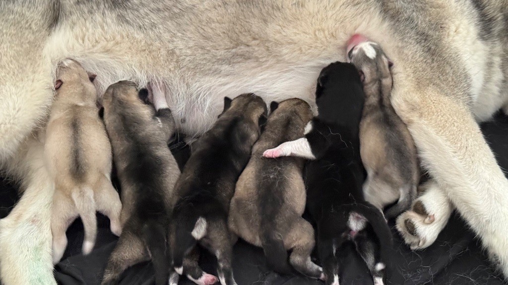 De La Contrée Des Glaces - Siberian Husky - Portée née le 01/10/2025