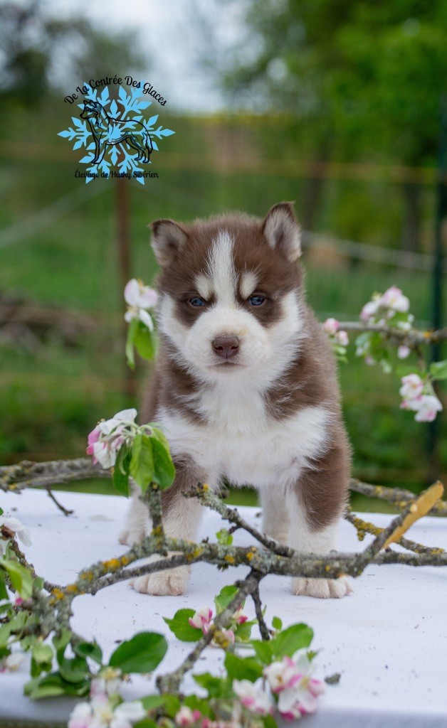 De La Contrée Des Glaces - Siberian Husky - Portée née le 29/03/2025