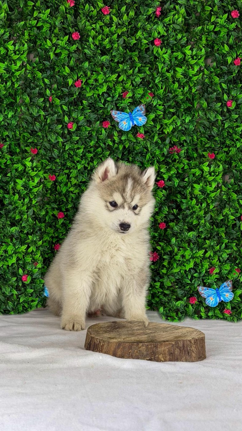 De La Contrée Des Glaces - Chiots disponibles - Siberian Husky