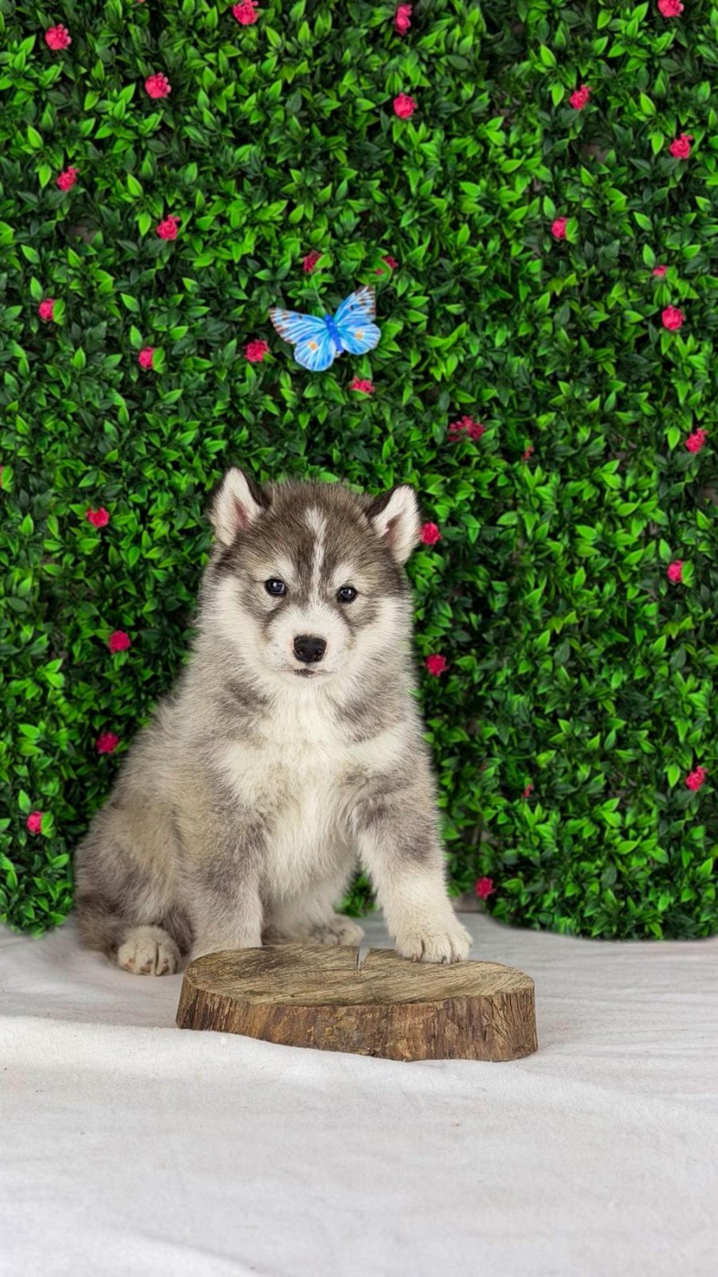 De La Contrée Des Glaces - Chiots disponibles - Siberian Husky