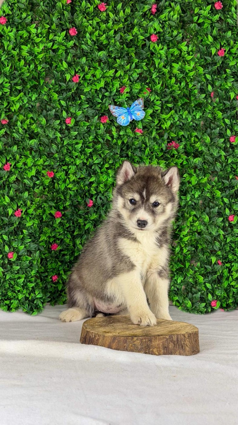 De La Contrée Des Glaces - Chiots disponibles - Siberian Husky