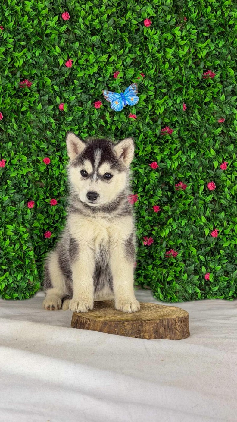De La Contrée Des Glaces - Chiots disponibles - Siberian Husky