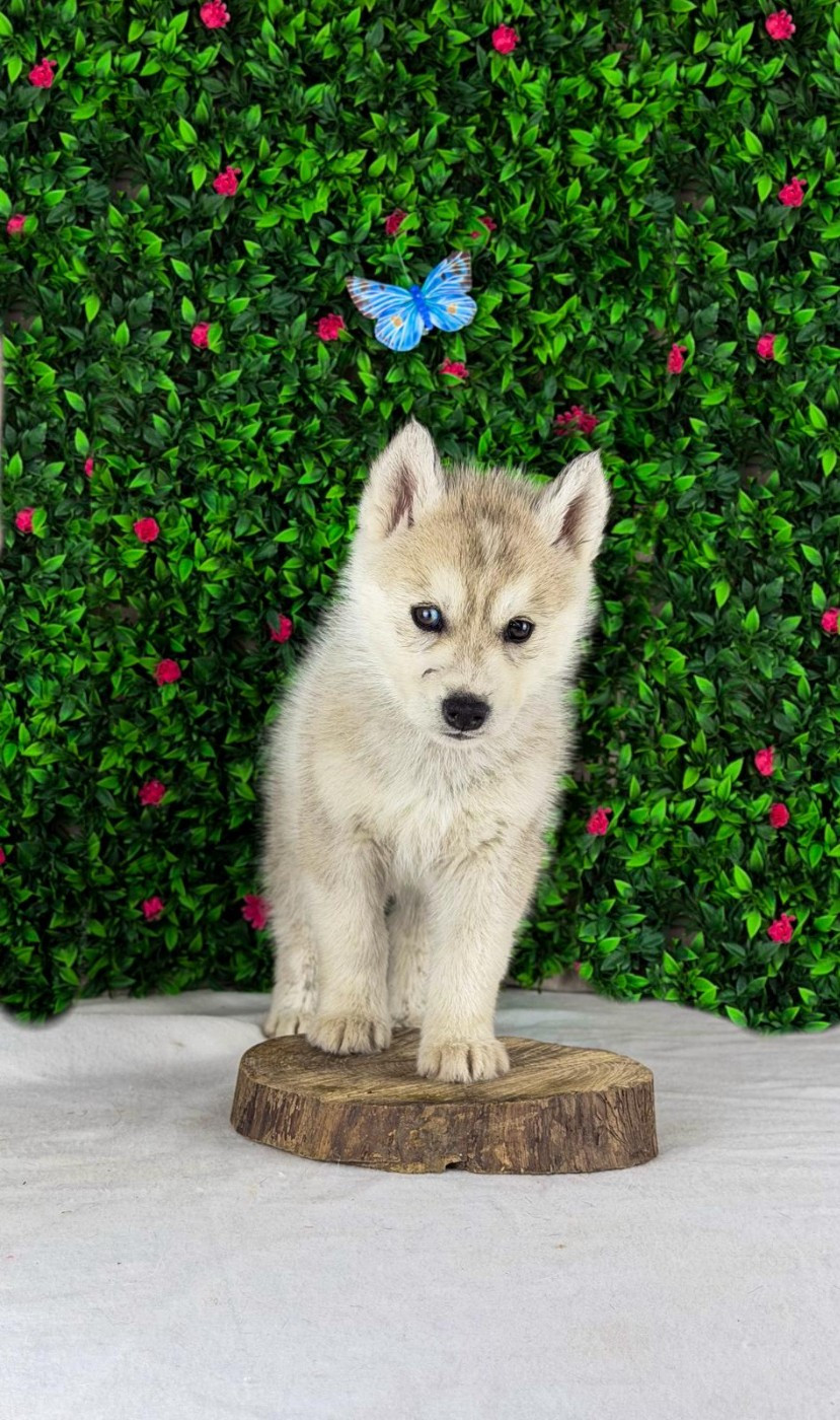 De La Contrée Des Glaces - Chiots disponibles - Siberian Husky