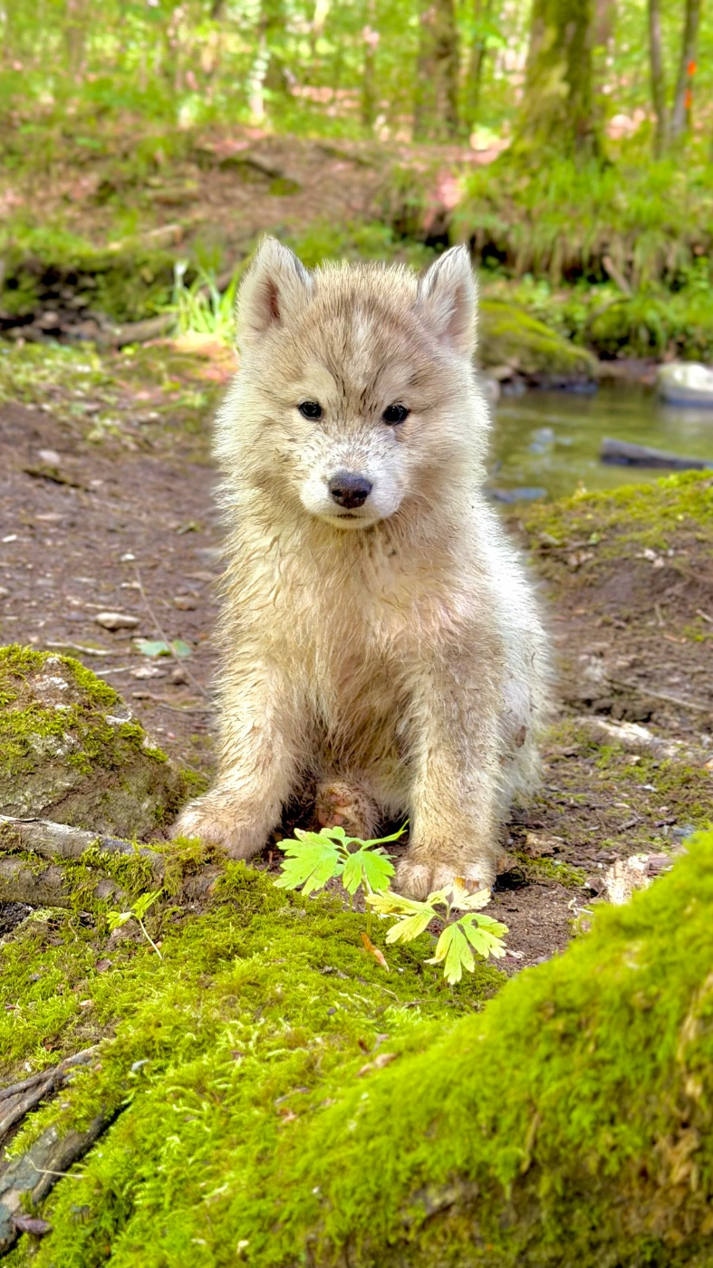 De La Contrée Des Glaces - Chiots disponibles - Siberian Husky