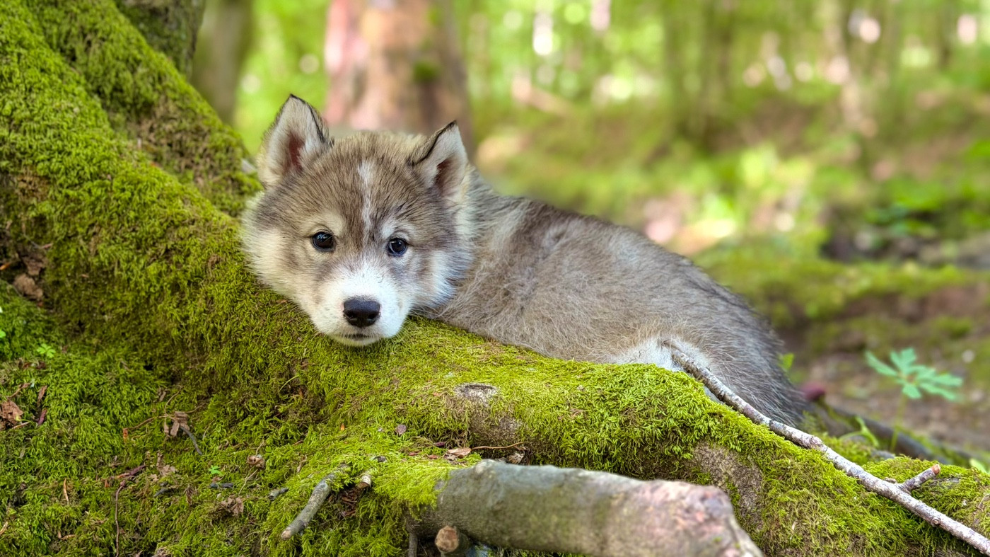 De La Contrée Des Glaces - Chiots disponibles - Siberian Husky