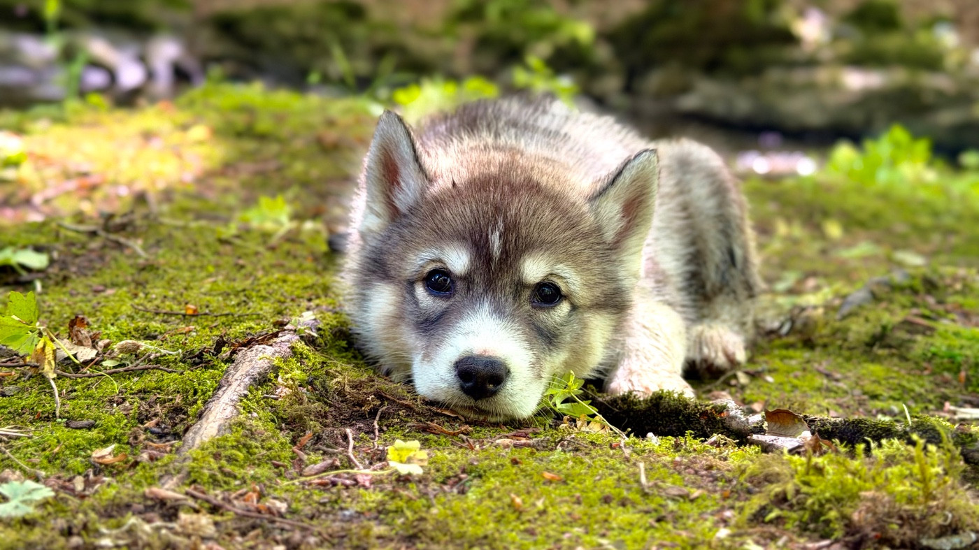 De La Contrée Des Glaces - Chiots disponibles - Siberian Husky