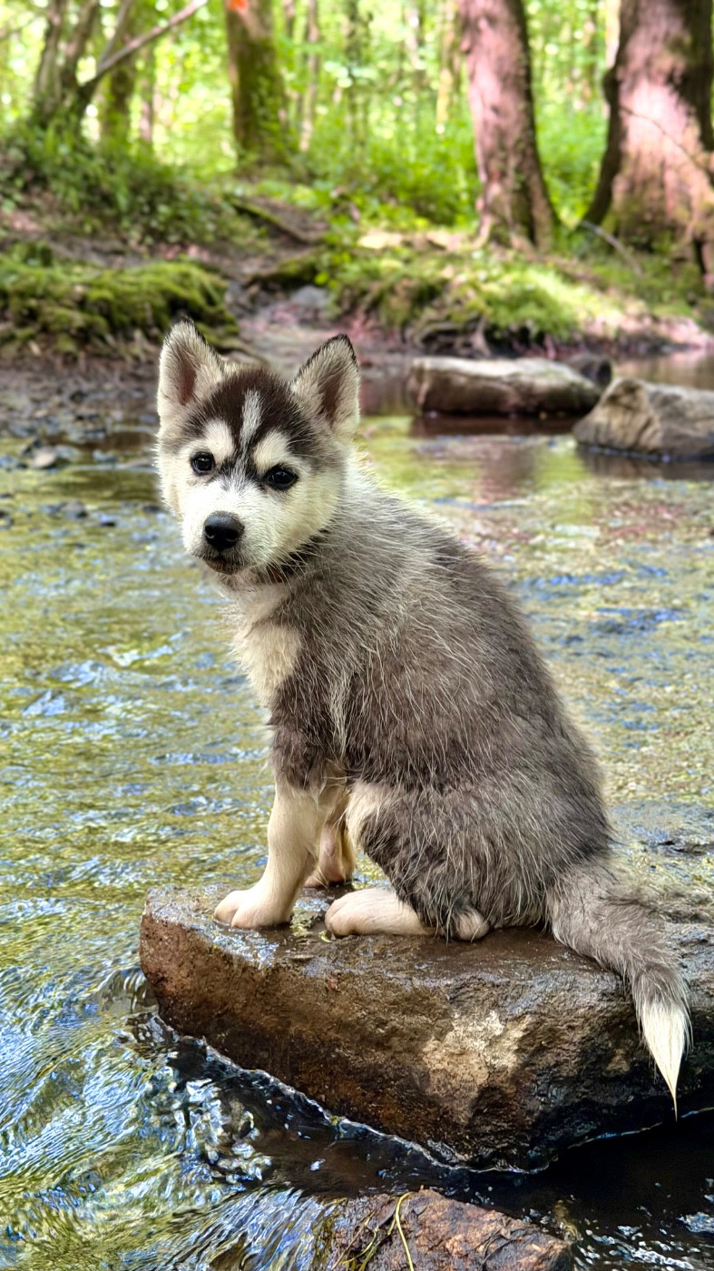De La Contrée Des Glaces - Chiots disponibles - Siberian Husky