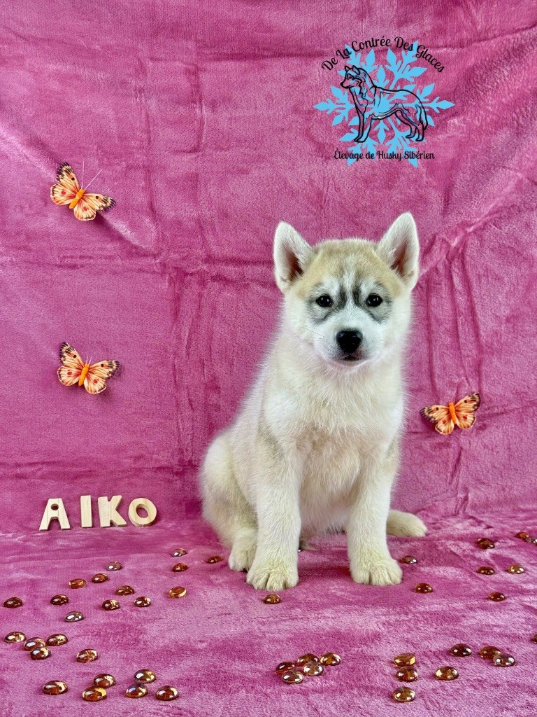 De La Contrée Des Glaces - Siberian Husky - Portée née le 02/04/2025